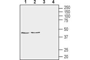 Western blot analysis of rat brain membranes (lanes 1 and 3) and mouse brain membranes (lanes 2 and 4):1,2.