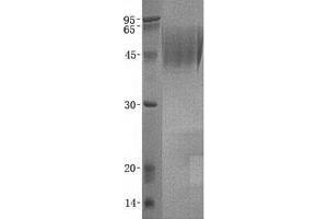 Validation with Western Blot (DcR1 Protein)
