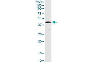 FANCL MaxPab rabbit polyclonal antibody. (FANCL antibody  (AA 1-375))