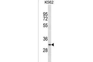 SYCE1L Antibody (C-term) (ABIN1536838 and ABIN2838126) western blot analysis in K562 cell line lysates (35 μg/lane). (SYCE1L antibody  (C-Term))