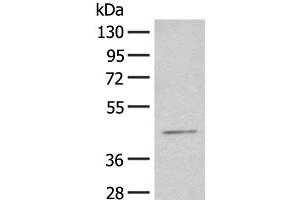 Western blot analysis of HEPG2 cell lysate using HENMT1 Polyclonal Antibody at dilution of 1:500 (HENMT1 antibody)