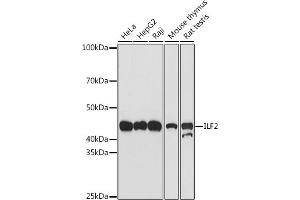 Western blot analysis of extracts of various cell lines, using ILF2 antibody (ABIN7268007) at 1:500 dilution. (ILF2 antibody)