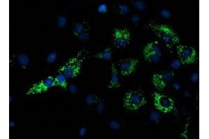 Anti-NDUFA7 mouse monoclonal antibody (ABIN2454390) immunofluorescent staining of COS7 cells transiently transfected by pCMV6-ENTRY NDUFA7 (RC200534). (NDUFA7 antibody)