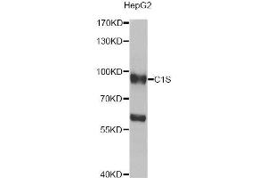 Western blot analysis of extracts of HepG2 cells, using C1S antibody (ABIN5974143) at 1/1000 dilution. (C1S antibody)