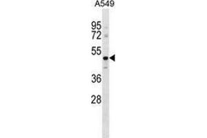 Western blot analysis in A549 cell line lysates (35ug/lane) using GPR37L1/ETBRLP2  Antibody .