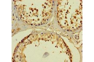 Immunohistochemistry of paraffin-embedded human testis tissue using ABIN7165438 at dilution of 1:100