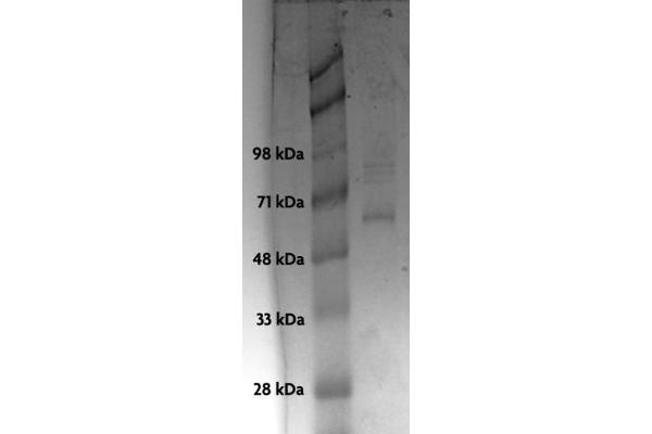 p53 Protein (His tag)