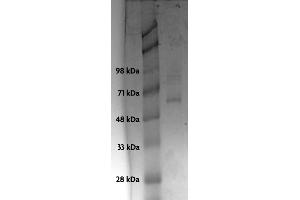 Recombinant p53 protein analyzed by SDS-PAGE gel. (p53 Protein (His tag))