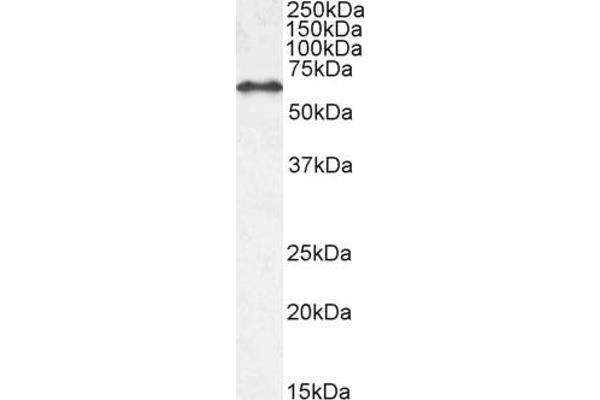 EHD1 antibody  (N-Term)