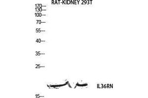 Western Blot (WB) analysis of Rat Kidney 293T lysis using IL36RN antibody. (FIL1d antibody)