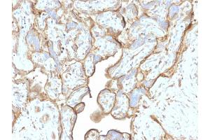 Formalin-fixed, paraffin-embedded human Placenta stained with Annexin A1 Mouse Monoclonal Antibody (CPTC-ANXA1-1). (Annexin a1 antibody)