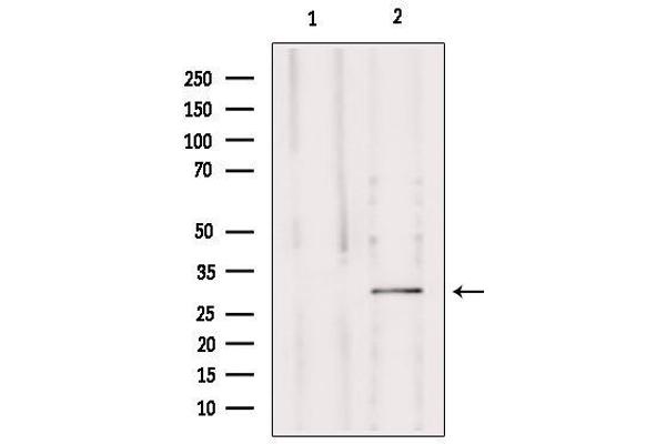 MRPS15 antibody  (Internal Region)