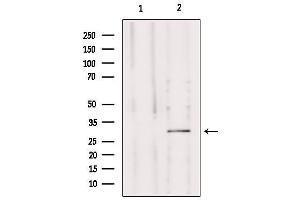 MRPS15 antibody  (Internal Region)