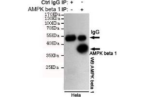 Immunoprecipitation analysis of Hela cell lysates using PK beta 1 mouse mAb. (PRKAB1 antibody)
