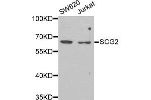Western blot analysis of extracts of various cell lines, using SCG2 antibody (ABIN5973825) at 1/1000 dilution. (SCG2 antibody)