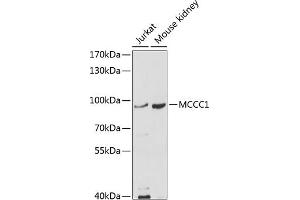 Western blot analysis of extracts of various cell lines, using MCCC1 antibody (ABIN6132337, ABIN6143628, ABIN6143629 and ABIN6214123) at 1:1000 dilution. (MCCC1 antibody  (AA 526-725))