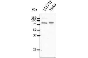 Western Blotting (WB) image for anti-Choroideremia-Like (Rab Escort Protein 2) (CHML) (C-Term) antibody (ABIN7272972) (CHML antibody  (C-Term))