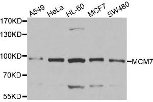 Western blot analysis of extracts of various cell lines, using MCM7 antibody. (MCM7 antibody)