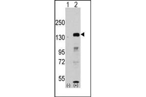 Image no. 1 for anti-Lysine (K)-Specific Demethylase 2A (KDM2A) antibody (ABIN356581) (KDM2A antibody)