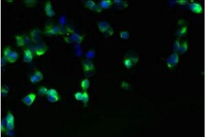Immunofluorescent analysis of 293T cells using ABIN7165366 at dilution of 1:100 and Alexa Fluor 488-congugated AffiniPure Goat Anti-Rabbit IgG(H+L) (FAM118A antibody  (AA 51-357))