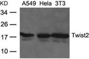 Western blot analysis of extracts from A549, Hela and 3T3 cells using Twist2 Antibody. (TWIST2 antibody)