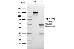 SDS-PAGE (SDS) image for anti-Platelet/endothelial Cell Adhesion Molecule (PECAM1) antibody (ABIN6940275)