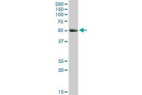 MMP1 antibody  (AA 1-469)
