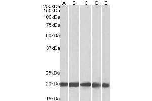 FTL antibody  (C-Term)