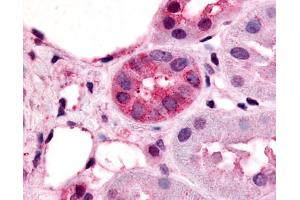 Anti-VN1R1 antibody IHC of human kidney, renal tubules. (VN1R1 antibody  (Cytoplasmic Domain))