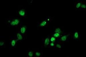 Immunofluorescent staining of HeLa cells using anti-PGAM2 mouse monoclonal antibody (ABIN2454955).