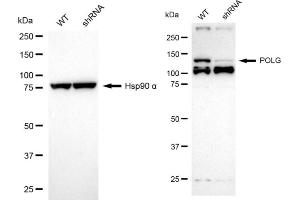 Western blotting analysis using POLG antibody (ABIN7799877). (Recombinant POLG antibody)
