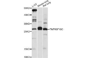 Western blot analysis of extracts of various cell lines, using TNFRSF10C antibody (ABIN5970485) at 1:3000 dilution. (DcR1 antibody)