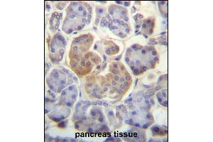 WDR25 Antibody (C-term) (ABIN657284 and ABIN2846372) immunohistochemistry analysis in formalin fixed and paraffin embedded human pancreas tissue followed by peroxidase conjugation of the secondary antibody and DAB staining. (WDR25 antibody  (C-Term))