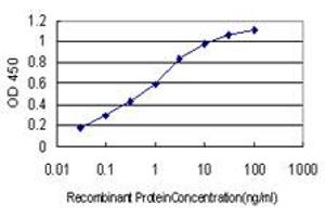 Detection limit for recombinant GST tagged BID is approximately 0. (BID antibody  (AA 1-195))