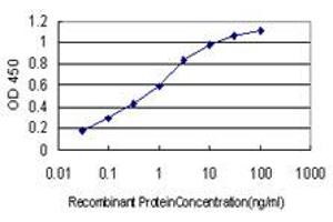 Detection limit for recombinant GST tagged BID is approximately 0. (BID antibody  (AA 1-195))