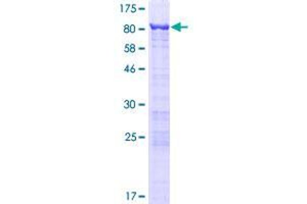 GNL3L Protein (AA 1-582) (GST tag)