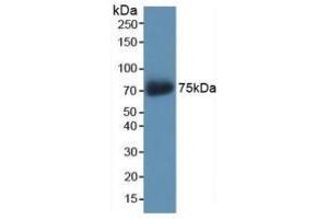 Western blot analysis of recombinant Human AKAP11. (AKAP11 antibody  (AA 1650-1901))