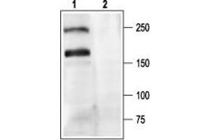 Western blot analysis of rat brain membranes: - 1. (CACNA1A antibody  (Intracellular))
