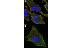 Confocal immunofluorescence analysis of HeLa (A) and L-02 (B) cells using S100A10 monoclonal antobody, clone 4E7E10  (green).