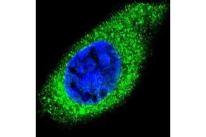 Confocal immunofluorescent analysis of COL21A1 Antibody (N-term)(Cat#AP51014PU-N) with HepG2 cell followed by Alexa Fluor 488-conjugated goat anti-rabbit lgG (green). (COL21A1 antibody  (Chain alpha 1, N-Term))