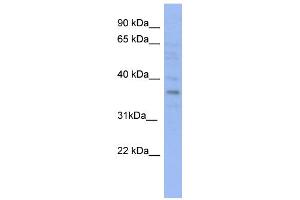 WB Suggested Anti-VTA1 Antibody Titration: 0. (VTA1 antibody  (N-Term))
