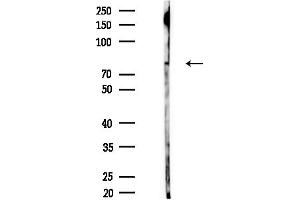 anti-IKK-alpha /IKK-beta (pSer180), (pSer181) antibody