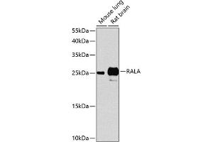 Western blot analysis of extracts of various cell lines, using RALA antibody (ABIN1682465, ABIN3015199, ABIN3015200 and ABIN6213879) at 1:1000 dilution. (rala antibody  (AA 1-206))