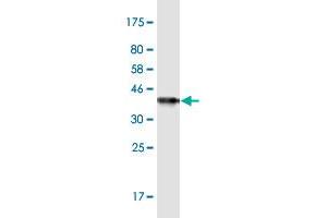 Western Blot detection against Immunogen (37. (DTYMK antibody  (AA 103-212))