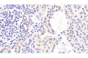 Detection of CDHOB in Human Kidney Tissue using Polyclonal Antibody to Cadherin, Osteoblast (CDHOB) (OB Cadherin antibody  (AA 374-595))