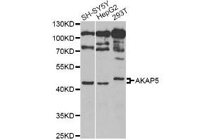 Western blot analysis of extracts of various cell lines, using AKAP5 Antibody (ABIN5973905) at 1/1000 dilution. (AKAP5 antibody)