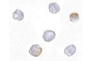 Immunocytochemistry of GRTP1 in K562 cells with AP30387PU-N GRTP1 antibody at 2. (GRTP1 antibody  (N-Term))