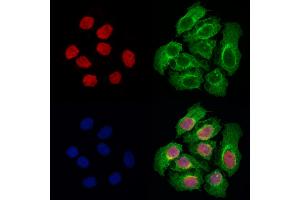 ABIN6264360 and ABIN6278002 staining Hela cells by IF/ICC. (POU2AF1 antibody  (C-Term))