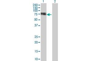 Western Blot analysis of NTRK2 expression in transfected 293T cell line by NTRK2 MaxPab polyclonal antibody.