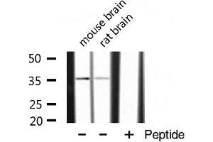 Western blot analysis of extracts of various tissue ,using POU4F3 antibody. (POU4F3 antibody  (Internal Region))